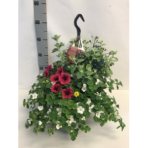 OVERIGE HANGPLANTEN