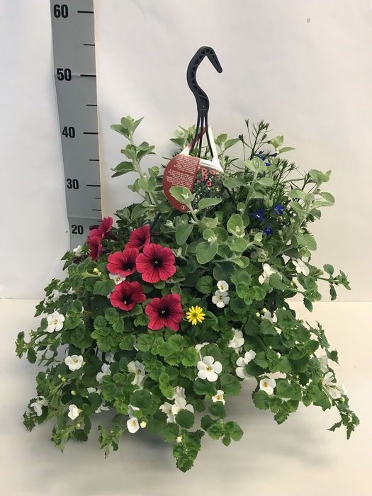 <h4>OVERIGE HANGPLANTEN</h4>