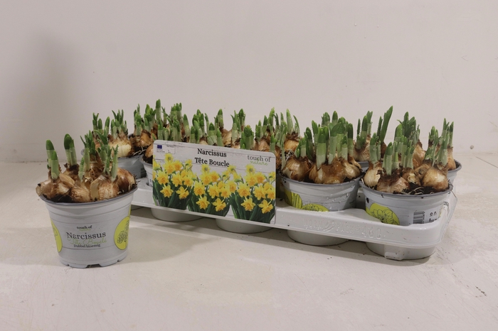 <h4>NARC D TETE BOUCLE</h4>