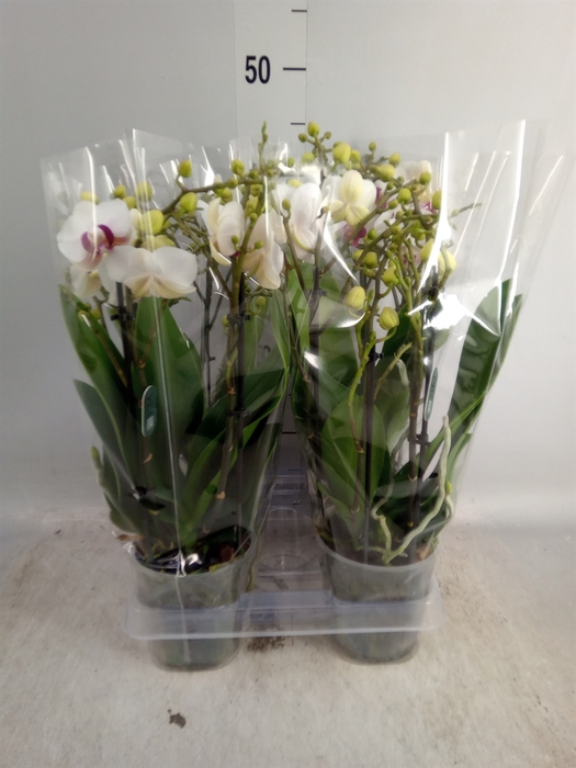 <h4>Phalaenopsis multi. 'FC Safe Haven'</h4>