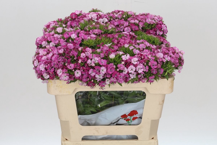 <h4>Dianthus Br Amazon Rose Magic</h4>