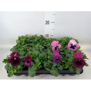 Viola wr. 'Delta Rose Surprise'