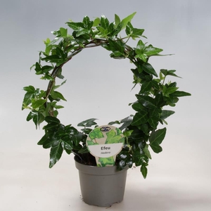 HEDERA HELIX