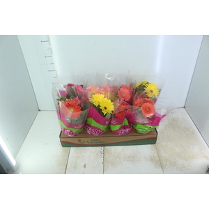 GERBERA P14 MIN 3 FLS