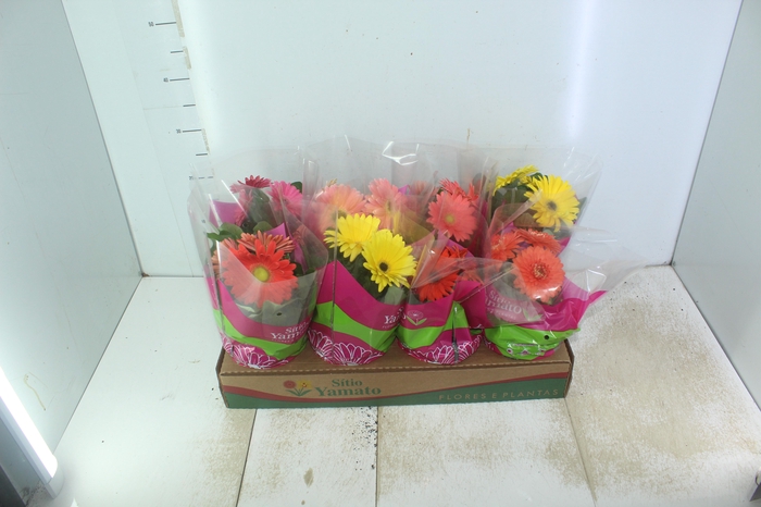<h4>GERBERA P14 MIN 3 FLS</h4>