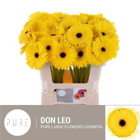 <h4>Ge Gr Don Leo</h4>