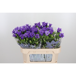 Campanula Medium Overig