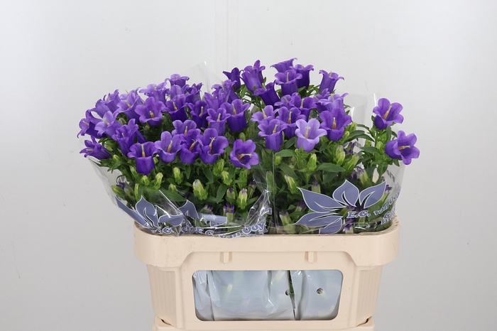 <h4>Campanula Medium Overig</h4>