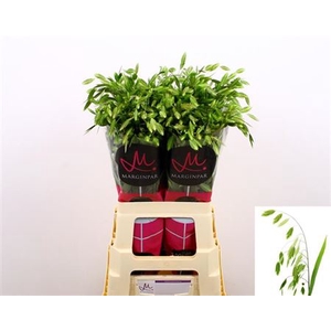 CHASMANTHIUM LATIFOL