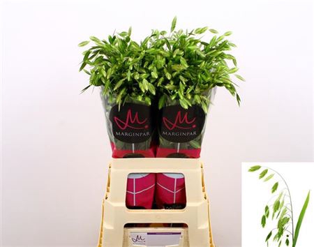 CHASMANTHIUM LATIFOL
