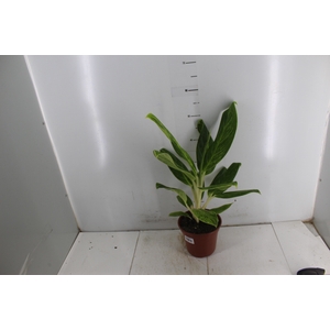 AGLAONEMA QUEEN P17