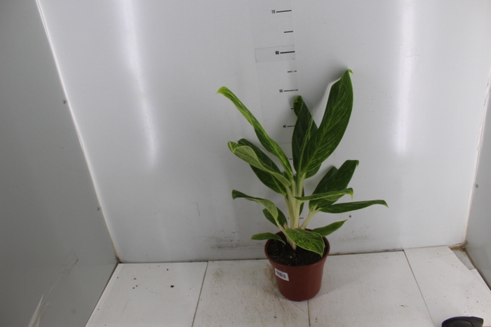 AGLAONEMA QUEEN P17