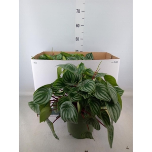 Peperomia argyreia