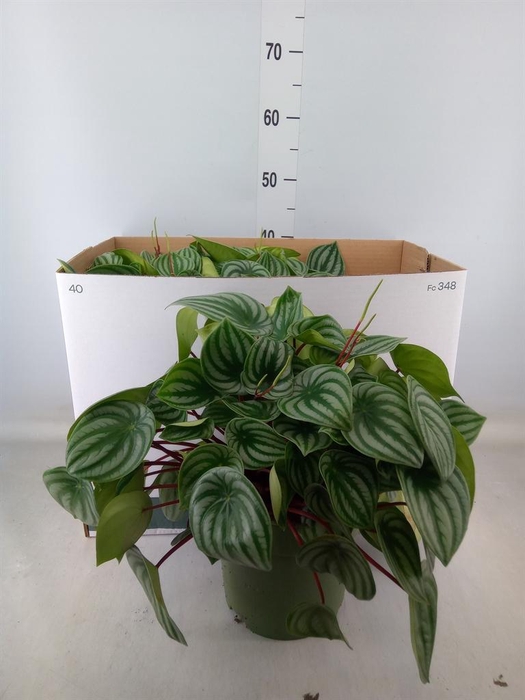 <h4>Peperomia argyreia</h4>