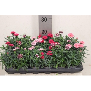 Dianthus Oscar gemengd