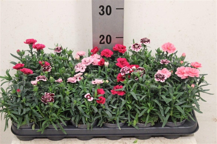<h4>Dianthus Oscar gemengd</h4>