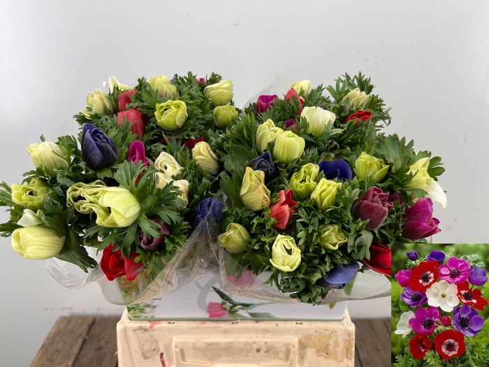 <h4>ANEM CO MAR GEM</h4>