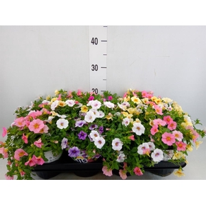 Calibrachoa  'DuobellsPast' .mix /p