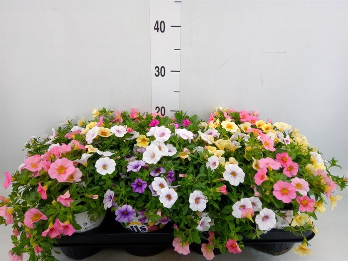 <h4>Calibrachoa  'DuobellsPast' .mix /p</h4>