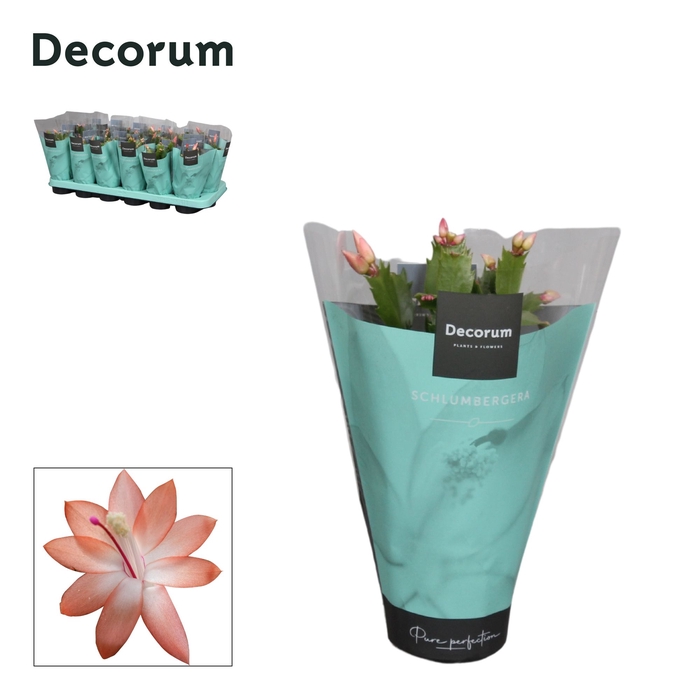 <h4>Schlumbergera - 9 cm - Orange (Christa) met hoes - Decorum</h4>