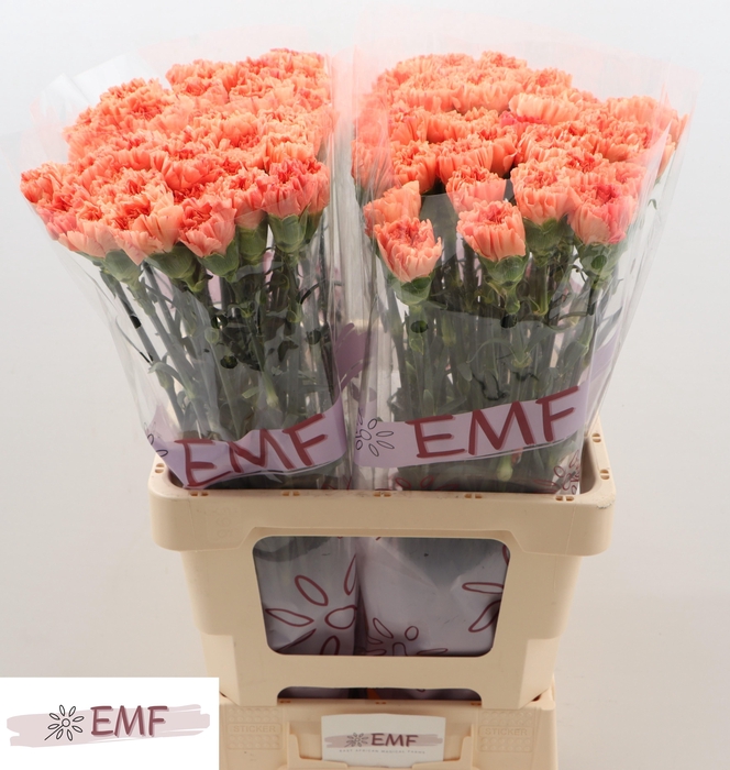 <h4>DI ST TAMARIND</h4>