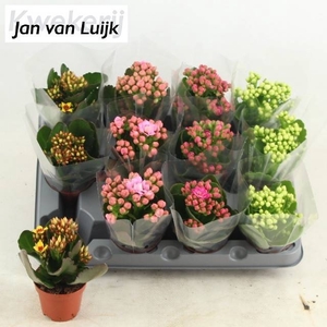 KAL EN GEM 4 KL