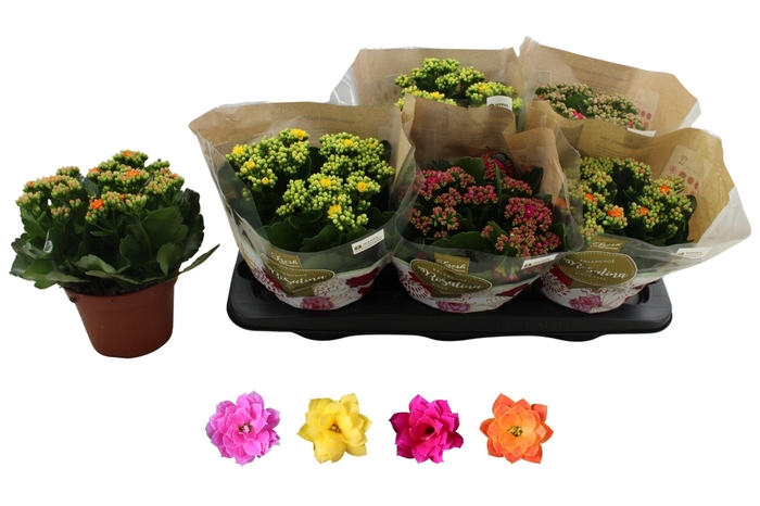 <h4>KAL GE RO GEM 4 KL</h4>