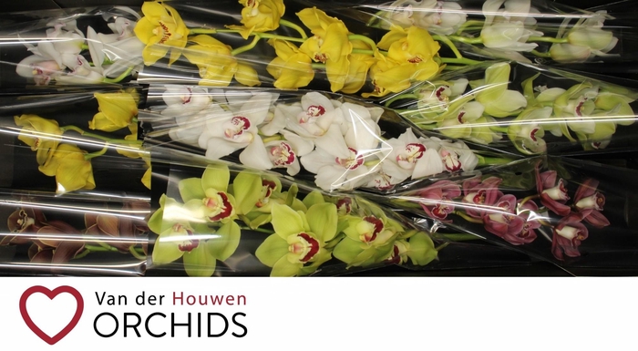 <h4>60 cm Gemengd..</h4>