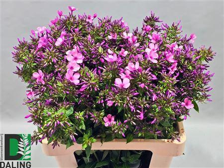 <h4>PHLOX PANICULATA</h4>