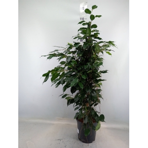 Ficus benja. 'Danielle'