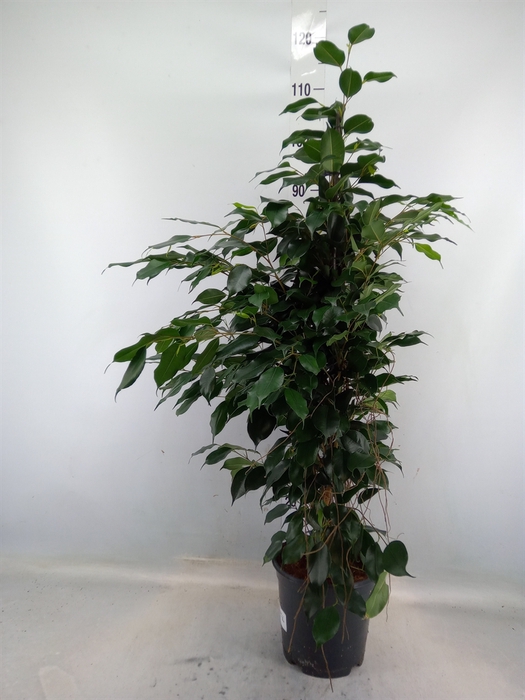 <h4>Ficus benja. 'Danielle'</h4>