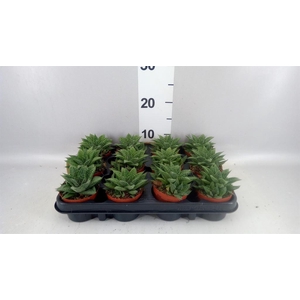 Gasteria