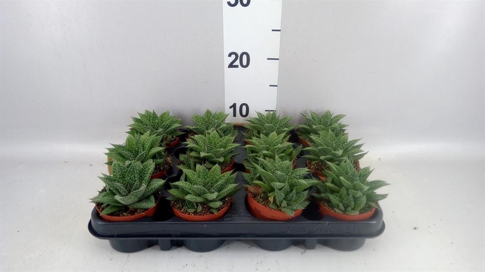 <h4>Gasteria</h4>