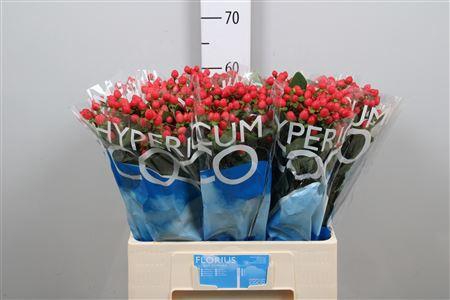 <h4>Hyp Coco Rio</h4>