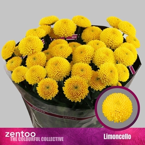 Chr. Tr 'Limoncello'