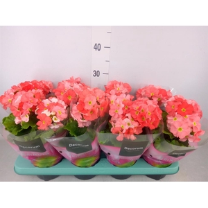 Primula obcon. 'Touch Me Dk Orange'