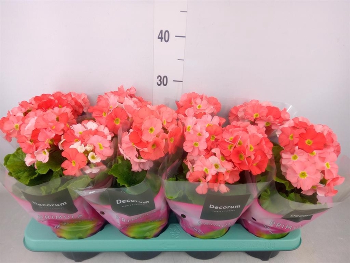 <h4>Primula obcon. 'Touch Me Dk Orange'</h4>