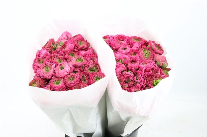 <h4>Ran Ponpon Ex Fanny</h4>