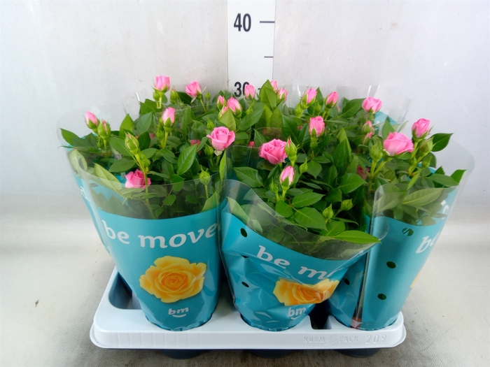 <h4>Rosa  'Sparkling Jewel'</h4>