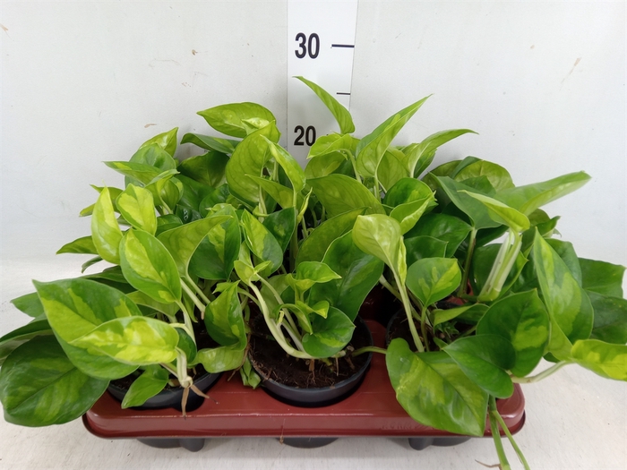 <h4>Epipremnum pinn. 'Global Green'</h4>