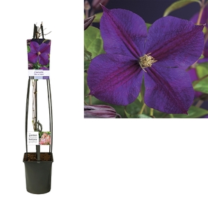 Clematis 'Star of India' +light label