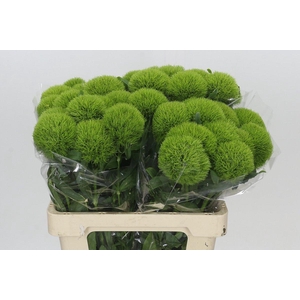 Dianthus Br Kiwi Mellow