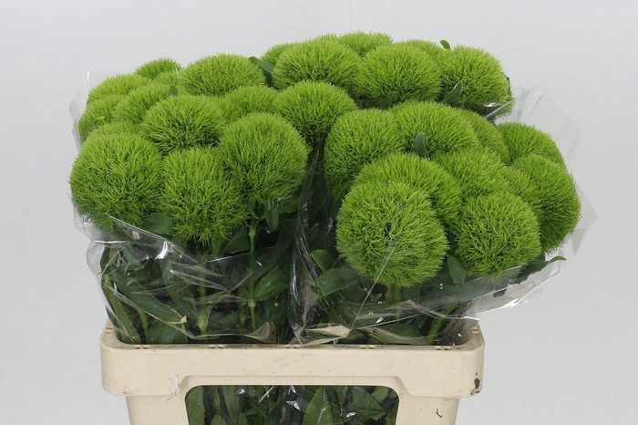 <h4>Dianthus Br Kiwi Mellow</h4>