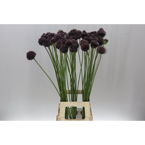 Allium Forelock