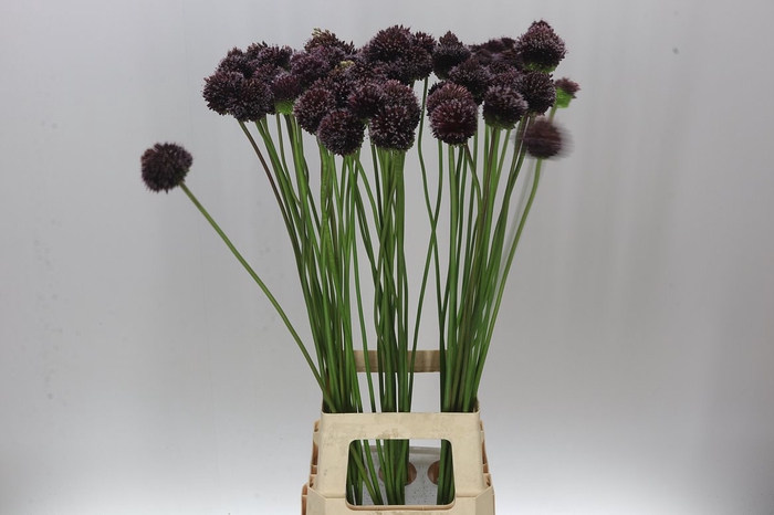<h4>Allium Forelock</h4>