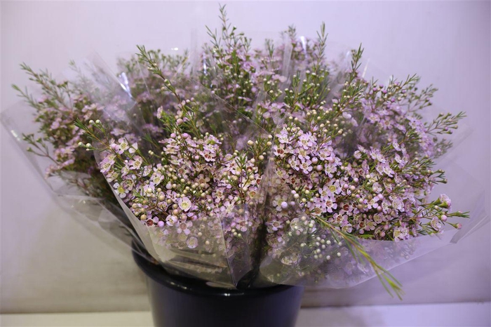 <h4>Chame Un Wendy Rose</h4>