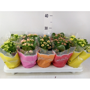 Kalanchoe blos.   ..rosebud mix  5