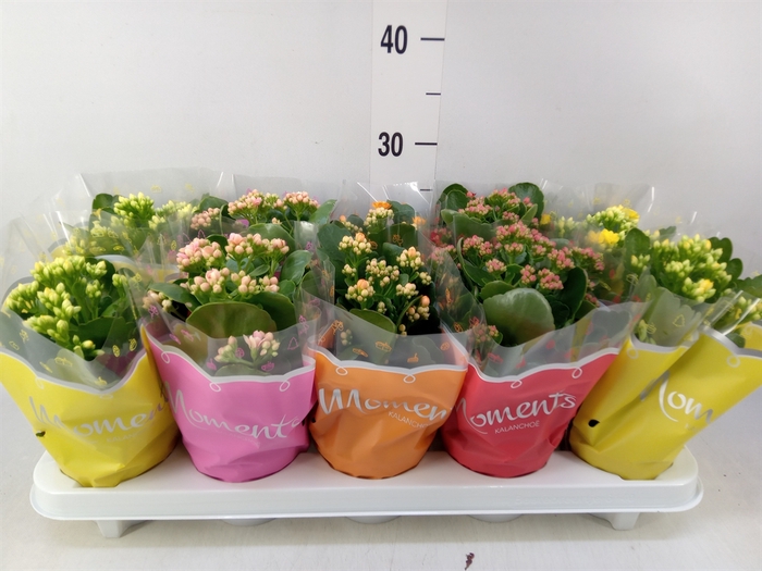 <h4>Kalanchoe blos.   ..rosebud mix  5</h4>