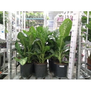 Dieffenbachia  'Memoria Corsii'