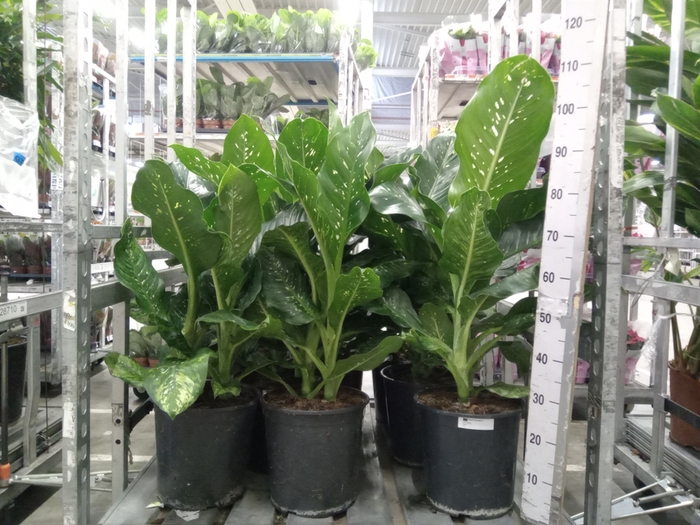 <h4>Dieffenbachia  'Memoria Corsii'</h4>